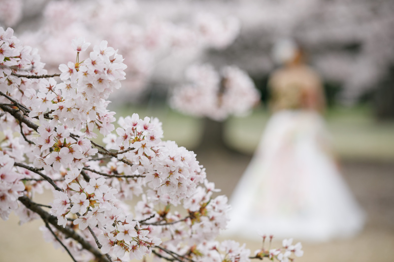 いよいよ到来！桜シーズン・モニターキャンペーン！のご案内♪