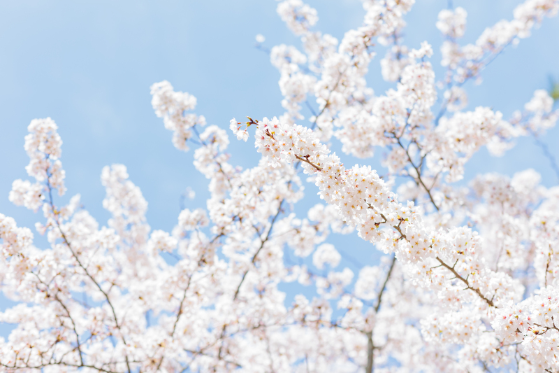いよいよ到来！桜シーズン・モニターキャンペーン！のご案内♪