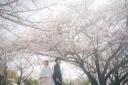 桜×白無垢
