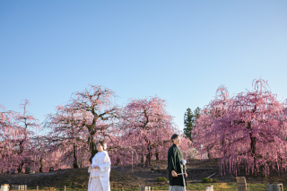 梅の花撮影シリーズ