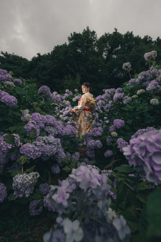 アジサイ撮影♪