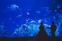 水族館フォト