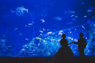 水族館フォト