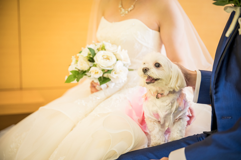 癒しの With ペット ウェディング 公開日 21年8月16日 Citta Wedding 神奈川県でフォトウェディング探すならphotorait