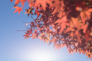 秋に向けてのフォトウェディングの準備を始めませんか？