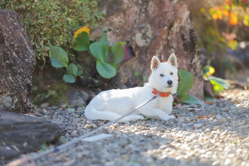ご自宅でお支度、思い出のフォトウエディング