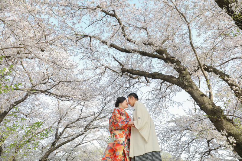 桜ウエディングフォトのご紹介