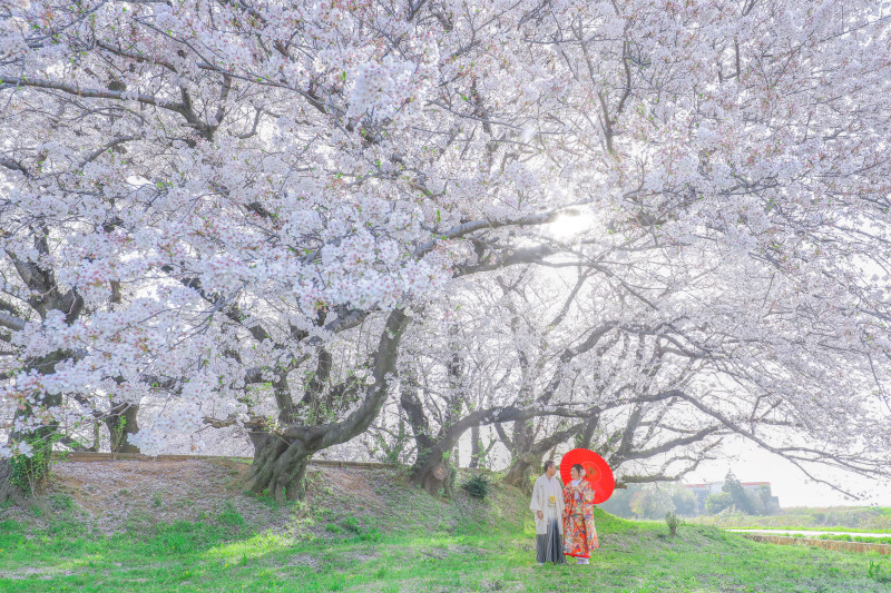 桜ウエディングフォトのご紹介