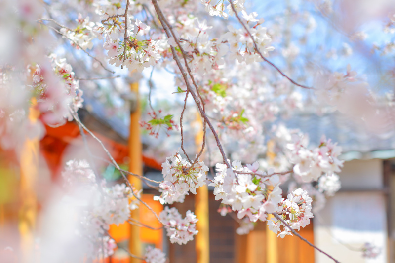 桜シーズン前撮り予約スタート!