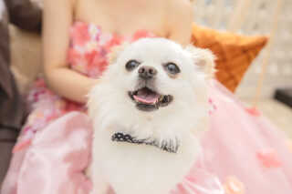 ペットと一緒のフォトウェディング♪【テラス撮影し放題＋スタジオ3シーン】