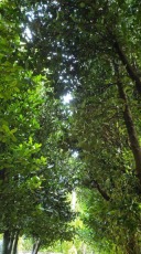 毎日　ちむどんどんしています