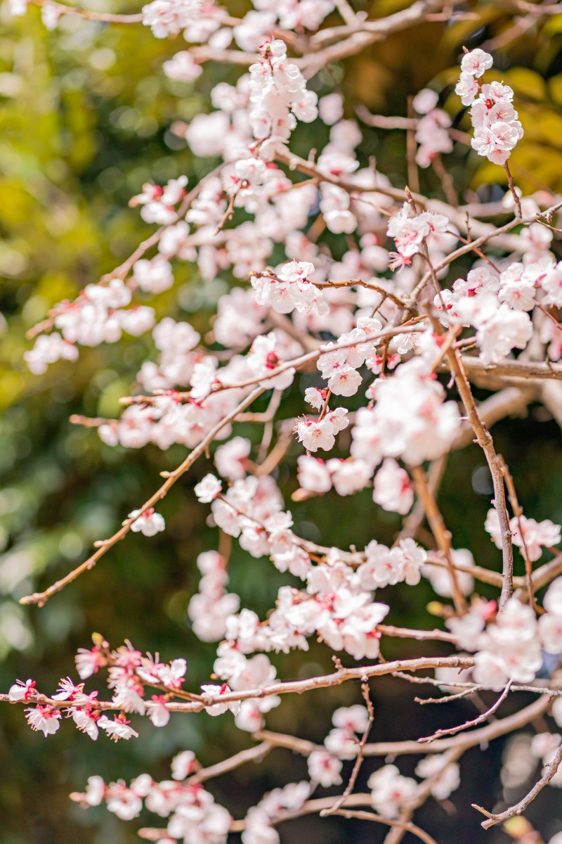 <目白庭園の桜の開花状況>