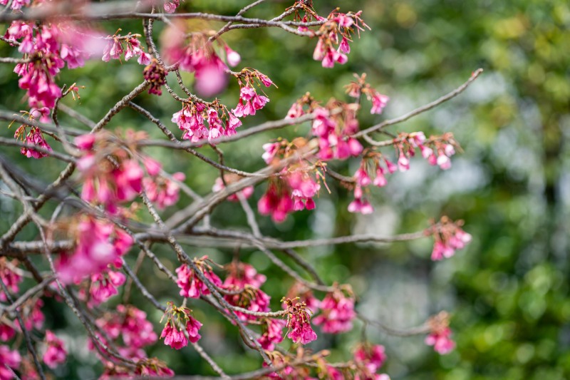 <目白庭園の桜の開花状況>
