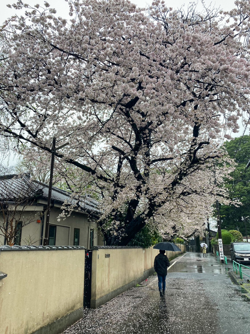 【桜の開花状況】