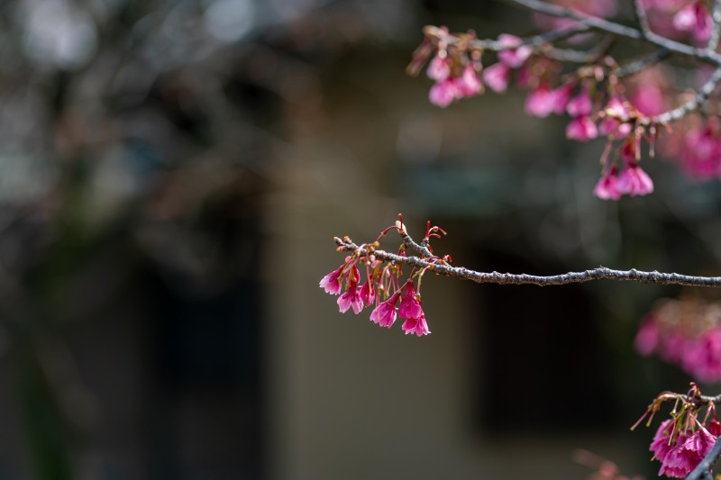<目白庭園の桜の開花状況>