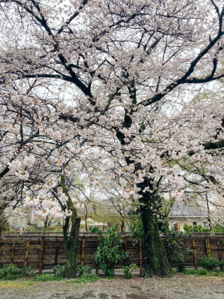 【桜の開花状況】