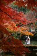 【紅葉・本日の一枚】