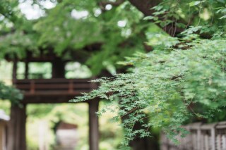 川越前撮り【本日の一枚】