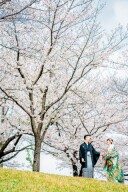 桜・川越前撮り【本日の一枚】