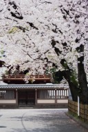 桜和装・【昨日決行してよかった＞＜】