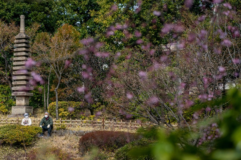 <目白庭園の桜の開花状況>