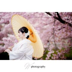 桜・川越前撮り【本日の一枚】