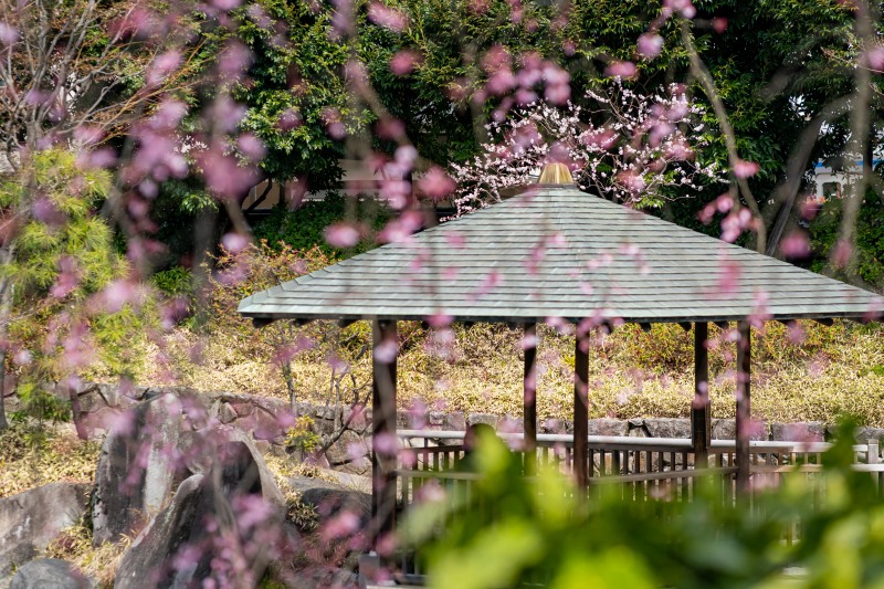 <目白庭園の桜の開花状況>