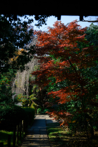 2024年 紅葉の様子を届けします