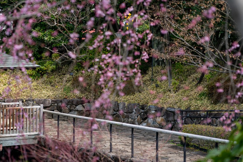 <目白庭園の桜の開花状況>
