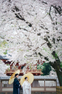 桜・川越前撮り【本日の一枚】