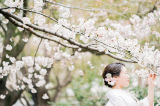桜・川越前撮り【本日の一枚】