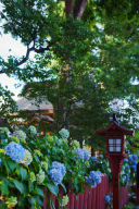 紫陽花のシーズン