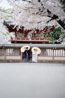 桜・川越前撮り【本日の一枚】