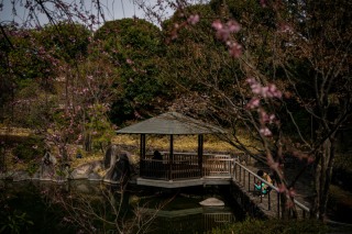 <目白庭園の桜の開花状況>