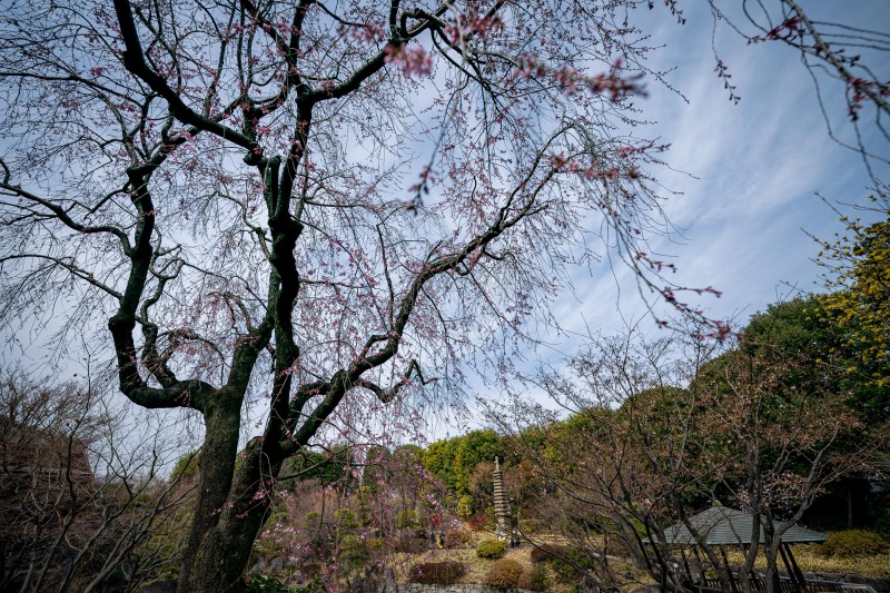 <目白庭園の桜の開花状況>