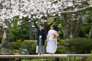 桜撮影、まだ間に合います!!!