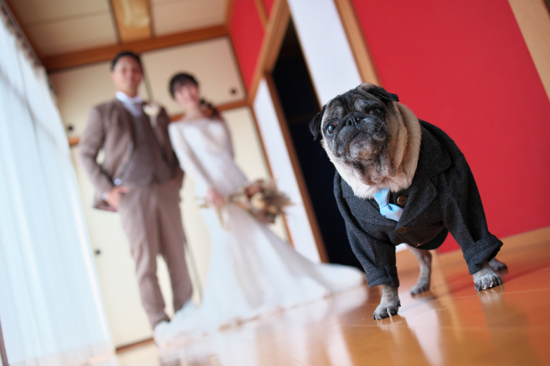 わんちゃんとのフォトウェディング
