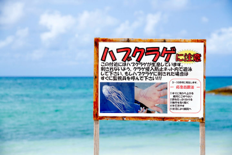 ハブクラゲに注意！