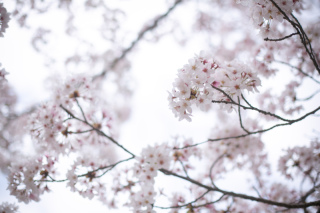 春の撮影、ご予約について