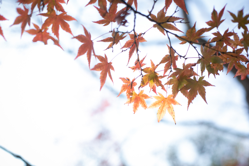 11月がスタート♪