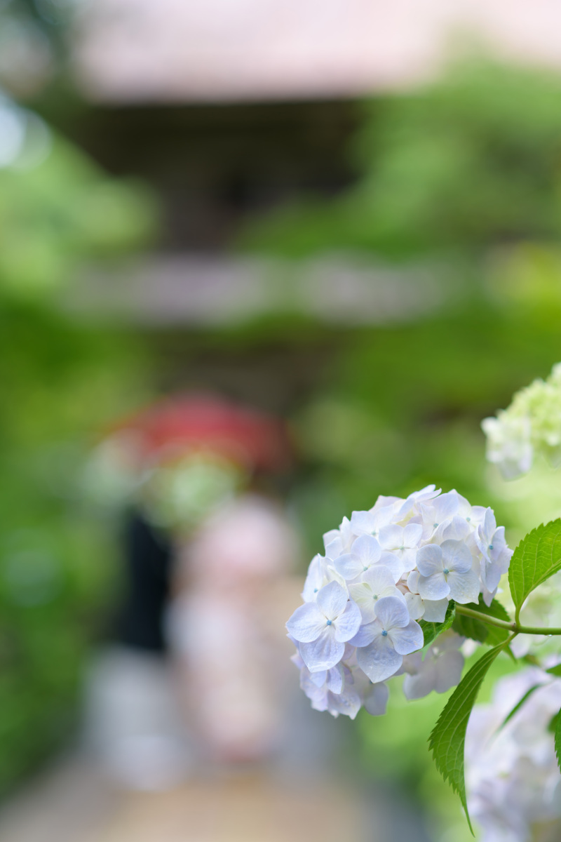 紫陽花が満開になります♪