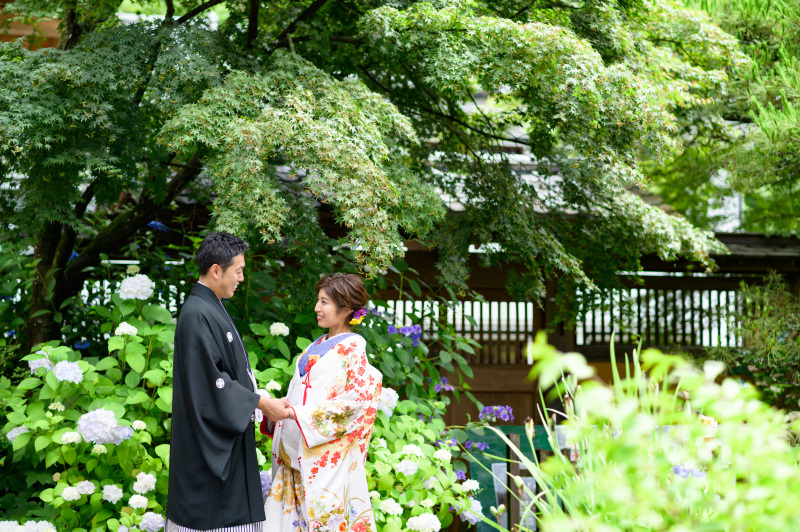 紫陽花が満開になります♪
