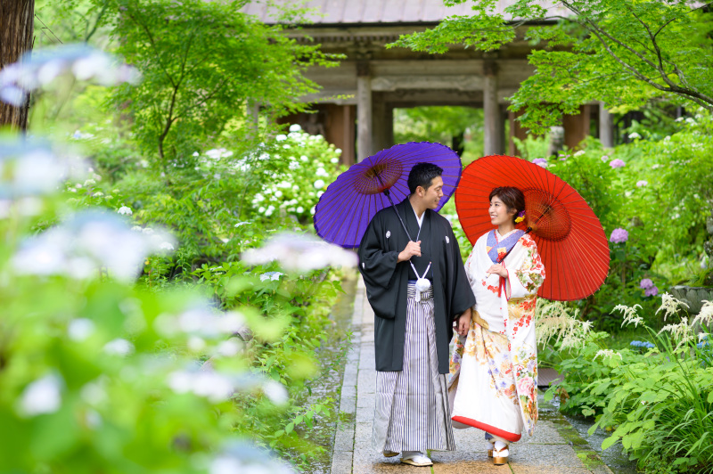 紫陽花が満開になります♪