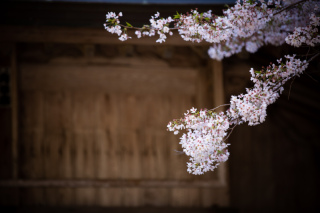 糸島　桜フォト☆彡