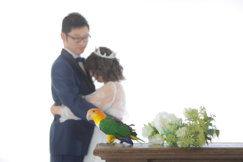 インコさんと一緒に