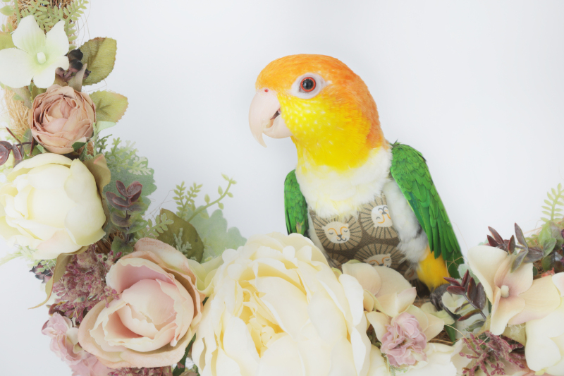 インコさんと一緒に