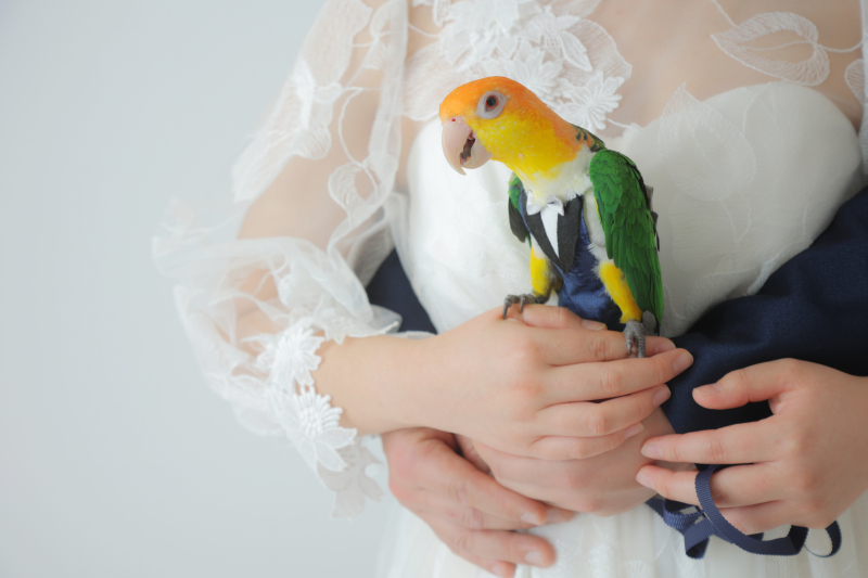 インコさんと一緒に