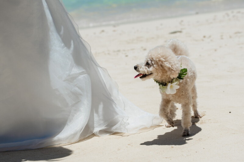＼ペットOK！／大切なワンちゃんと叶える宮古島ウェディングフォト♪
