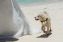 ワンちゃんと過ごす♡宮古島で叶える家族のウェディングフォト♪