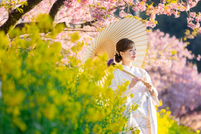 伊豆 河津桜